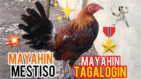 Mayahin .
